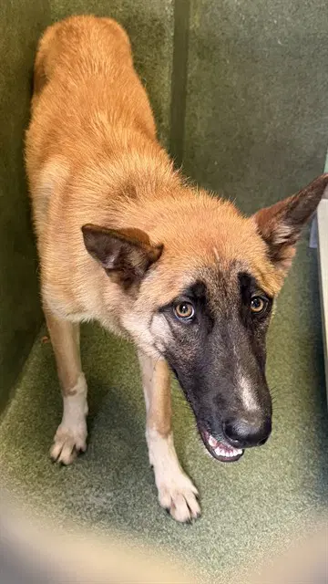 Unknown - Belgian Shepherd Malinois
