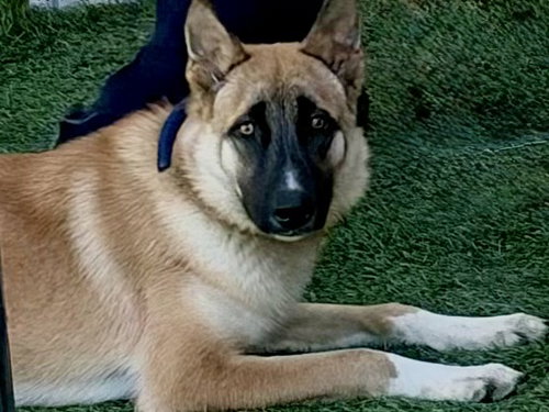 ATREIDES, a dog for adoption from Los Angeles County Animal Control - Carson