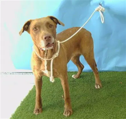 Unknown - Pit Bull Terrier