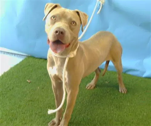 Unknown - Pit Bull Terrier