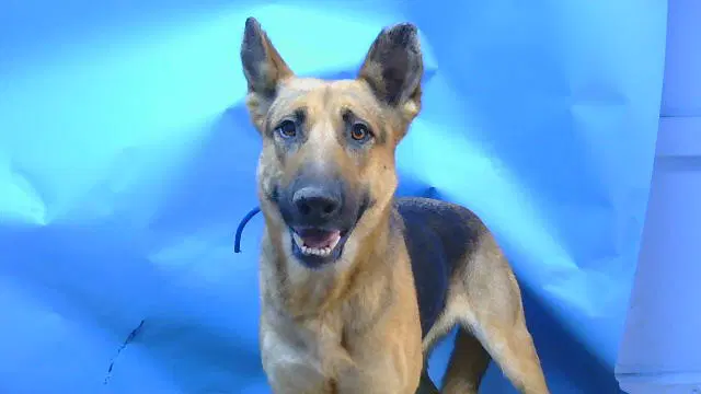 Nova - German Shepherd Dog
