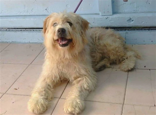 Nala