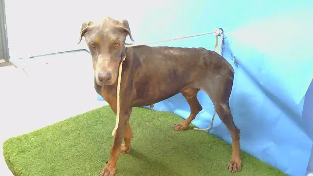 Unknown - Doberman Pinscher