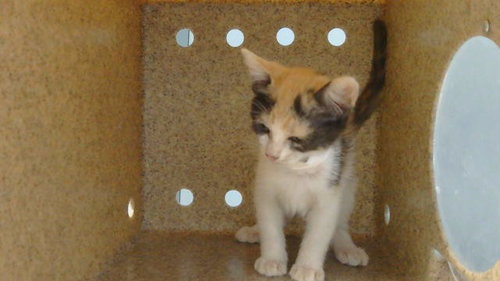 picture of the cat needing adoption