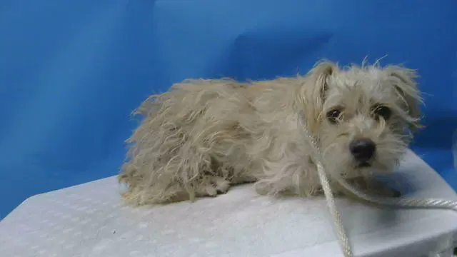 Unknown - Terrier