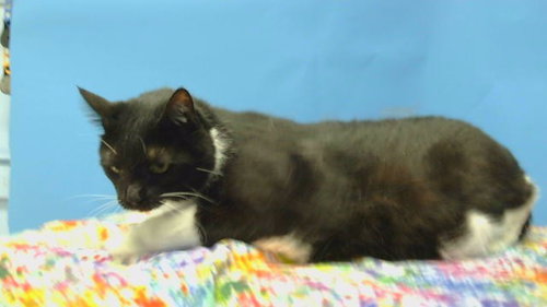 CHANGELING, a cat for adoption from Los Angeles County Animal Control - Carson