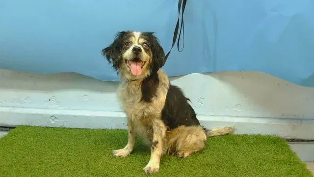 Diamond - Cocker Spaniel