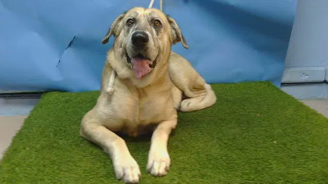 Unknown - Great Dane