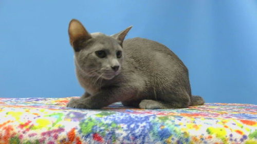 picture of the cat needing adoption