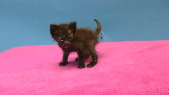 Ribeye - Domestic Short Hair