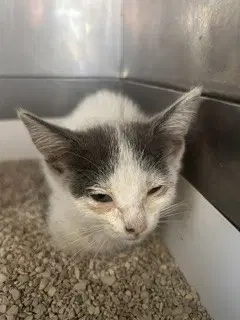 Bat-Girl - Domestic Short Hair