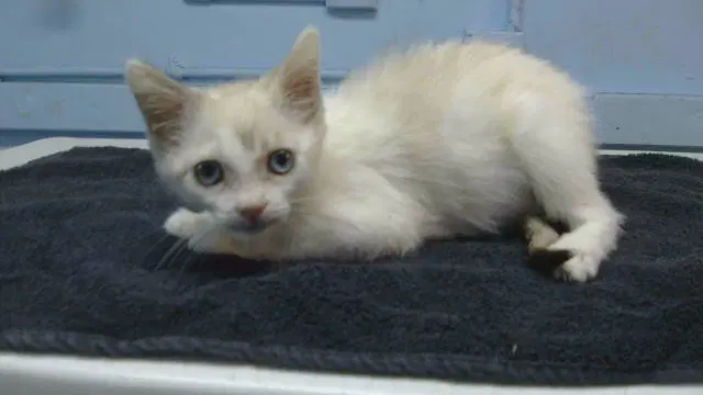 Nugget - Domestic Short Hair