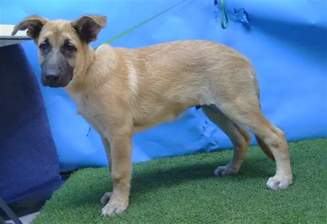 Unknown - German Shepherd Dog