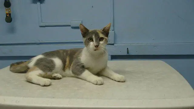 Nova - Domestic Short Hair