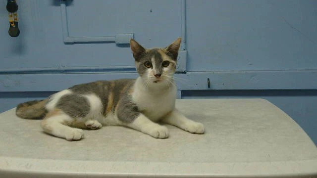 Nova