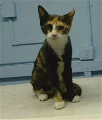 Richy - Domestic Short Hair