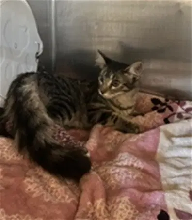 Unknown - Domestic Short Hair
