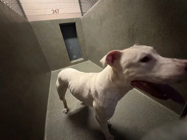 Unknown - Pit Bull Terrier