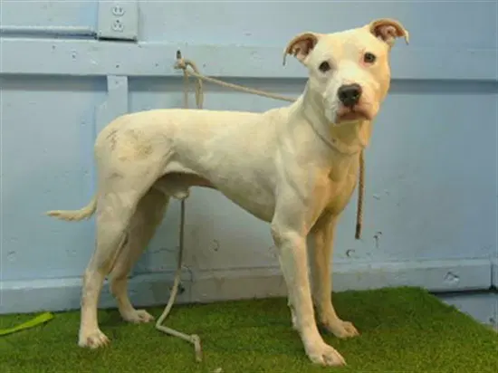 Unknown - Pit Bull Terrier
