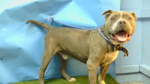 Unknown - Pit Bull Terrier