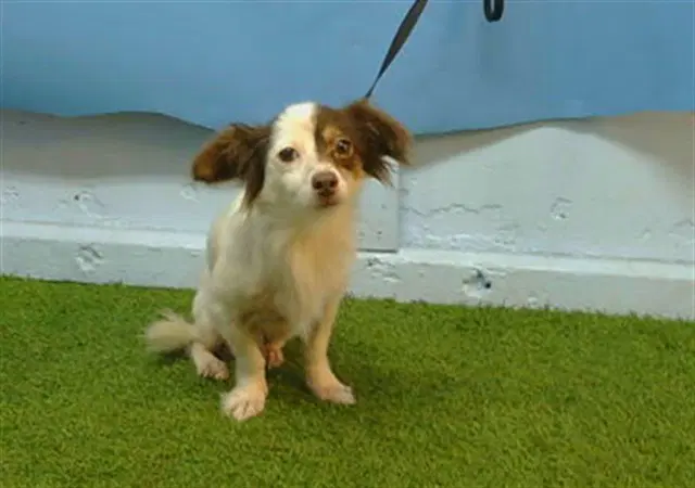 Brownie - Chihuahua