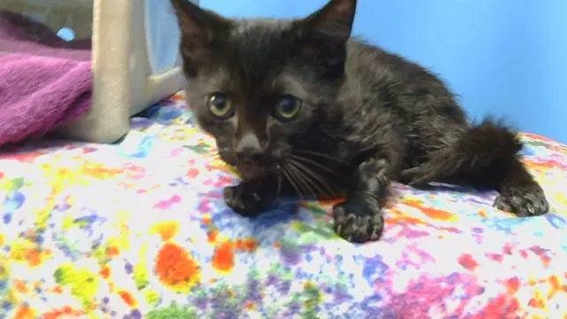 Vince - Domestic Short Hair