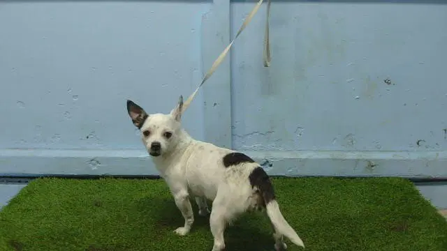 Unknown - Chihuahua