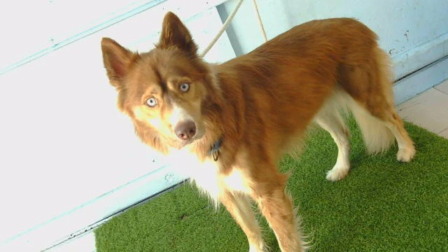 Rusty