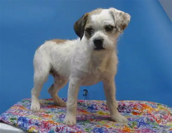 Unknown - Jack Russell Terrier (Parson Russell Terrier)