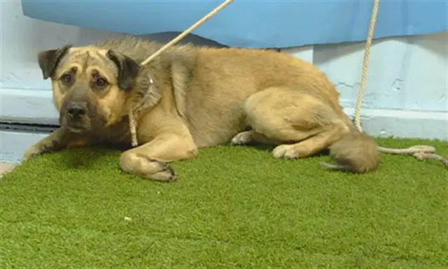 Jamie - German Shepherd Dog