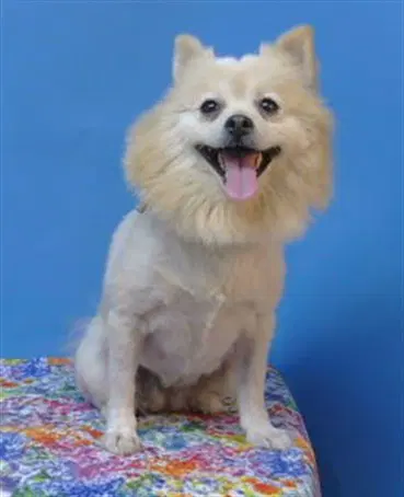 Unknown - Pomeranian