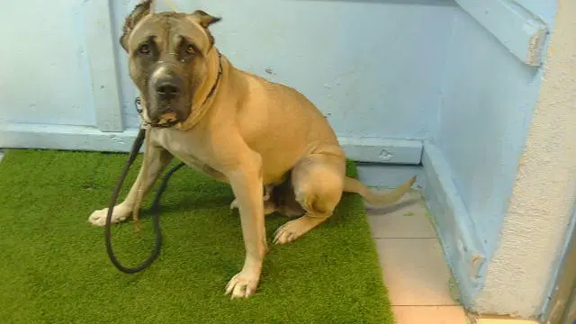 Boss - Spanish Mastiff