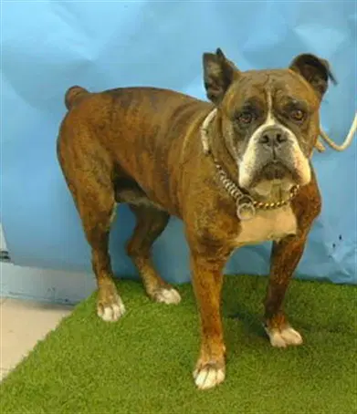 Unknown - Boxer