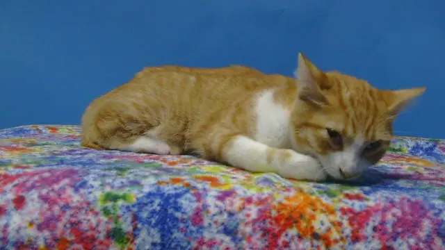 Unknown - Domestic Short Hair