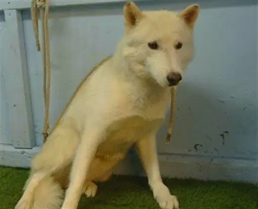 Unknown - Siberian Husky