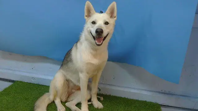 Unknown - Siberian Husky