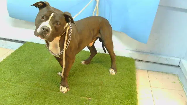 Unknown - Pit Bull Terrier