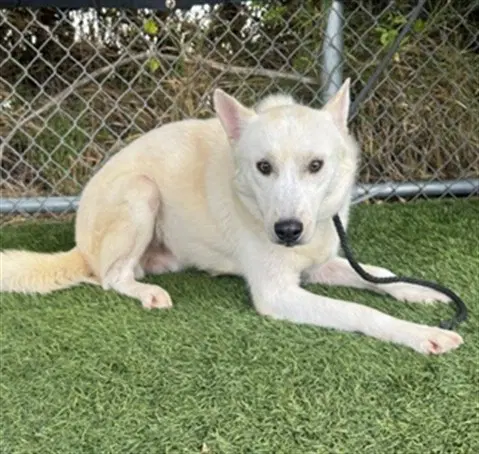 Unknown - Siberian Husky