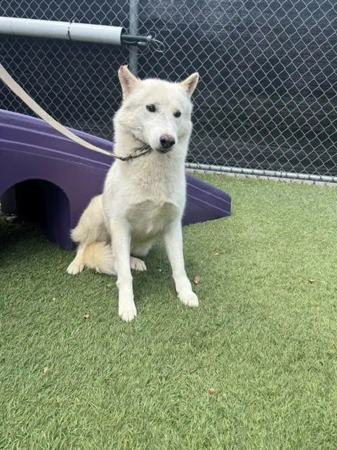 Unknown - Siberian Husky