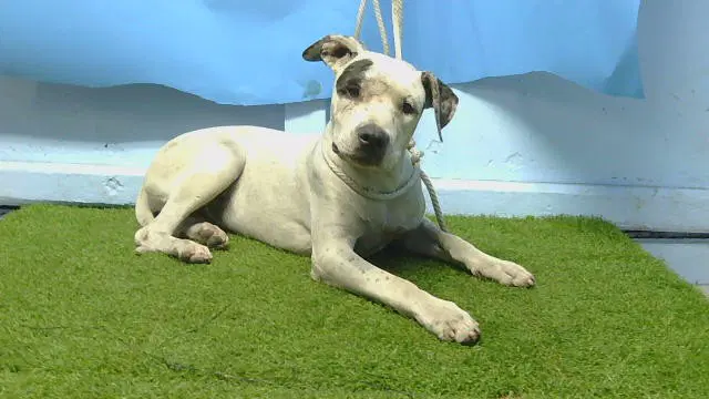 Unknown - Pit Bull Terrier