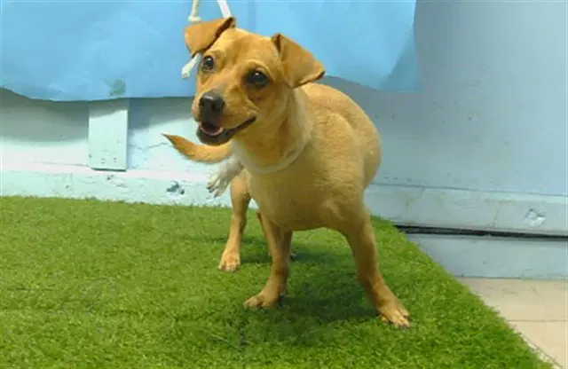 Unknown - Dachshund