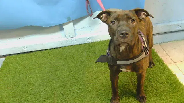 Unknown - Pit Bull Terrier