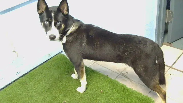 Unknown - Siberian Husky