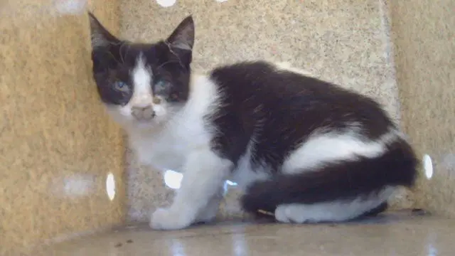 Unknown - Domestic Short Hair