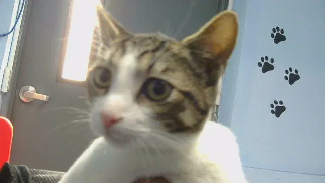 Unknown - Domestic Short Hair