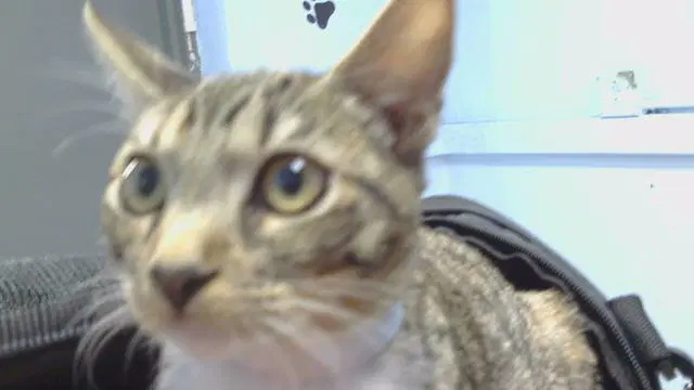 Unknown - Domestic Short Hair