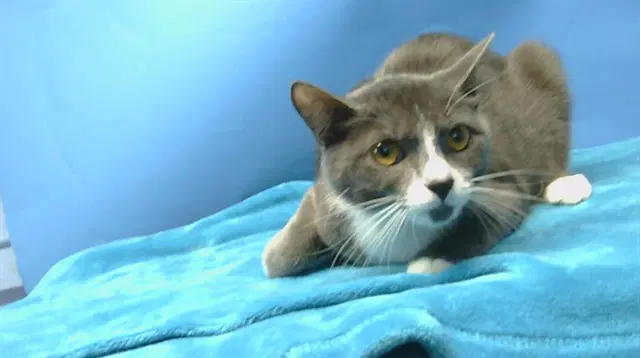 Jasper-Starr - Domestic Short Hair