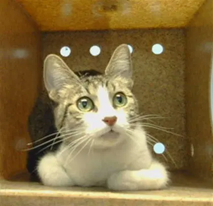 Chaquita - Domestic Short Hair
