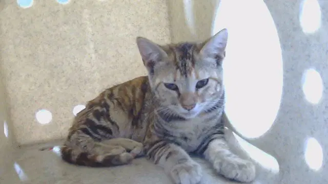 Unknown - Domestic Short Hair
