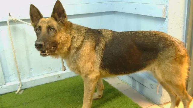 Lexis - German Shepherd Dog